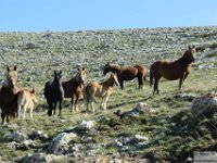 2026-05-09 Le cime di Casamaina 051